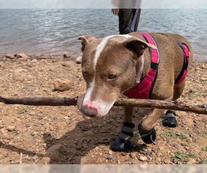 American Pit Bull Terrier-Unknown Mix Dogs for adoption in Chandler, AZ, USA