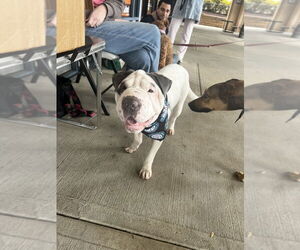 Chinese Shar-Pei-Unknown Mix Dogs for adoption in Bethesda, MD, USA