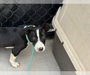 Mutt Dogs for adoption in Tulsa, OK, USA
