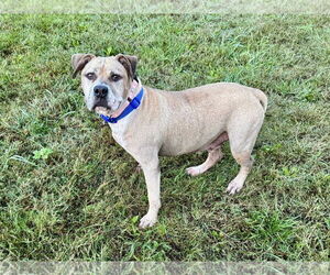 American Pit Bull Terrier-Unknown Mix Dogs for adoption in Millersville, MD, USA