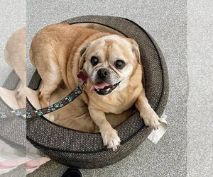Puggle Dogs for adoption in Bellmawr, NJ, USA