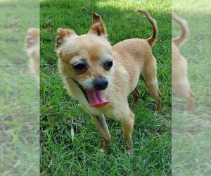 Chihuahua Dogs for adoption in Batavia, OH, USA