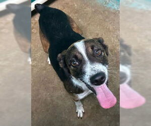 Beagle-Unknown Mix Dogs for adoption in Minneapolis, MN, USA