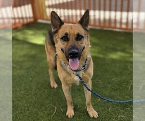 German Shepherd Dog-Unknown Mix Dogs for adoption in Las Vegas, NV, USA