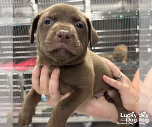 Labrador Retriever-Retriever  Mix Dogs for adoption in Washington, DC, USA