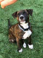 American Pit Bull Terrier-Border Collie Mix Dogs for adoption in Richmond, CA, USA