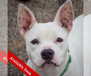 American Bulldog-American Staffordshire Terrier Mix Dogs for adoption in Huntley, IL, USA