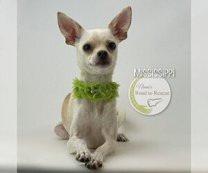 Medium Photo #2 Chug Puppy For Sale in Benton, LA, USA