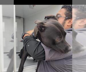 Mutt Dogs for adoption in Houston, TX, USA