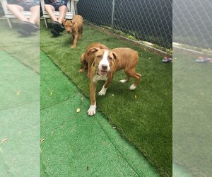 Unknown-Vizsla Mix Dogs for adoption in Nazareth, PA, USA