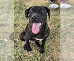 Labrador Retriever-Unknown Mix Dogs for adoption in Augusta, GA, USA