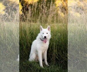 Huskies -Unknown Mix Dogs for adoption in Sandy, UT, USA