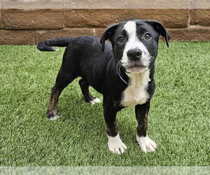 Labrador Retriever-Unknown Mix Dogs for adoption in Mission Viejo, CA, USA