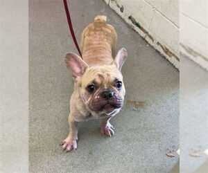 French Bulldog Dogs for adoption in San Bernardino, CA, USA
