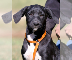 Boxador Dogs for adoption in Eureka Springs, AR, USA