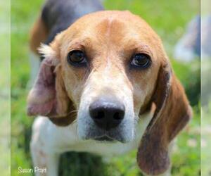Beagle Dogs for adoption in Bedford, VA, USA