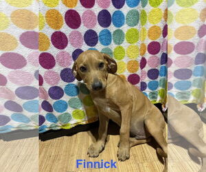 Labrador Retriever-Unknown Mix Dogs for adoption in Ball Ground, GA, USA