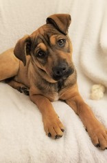 Mutt Dogs for adoption in Los Banos, CA, USA