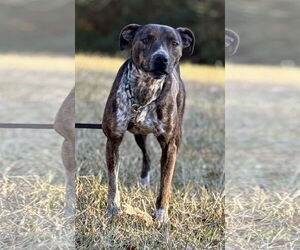 Medium Photo #2 Mountain Cur-Unknown Mix Puppy For Sale in Attalka, AL, USA