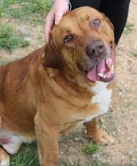Mastador Dogs for adoption in Wetumpka, AL, USA