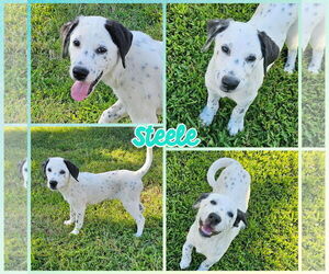 Dalmatian-Unknown Mix Dogs for adoption in Blacksburg, SC, USA
