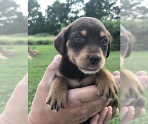 Sheprador Dogs for adoption in Morton Grove, IL, USA