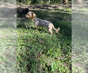 Mutt Dogs for adoption in Zellwood, FL, USA