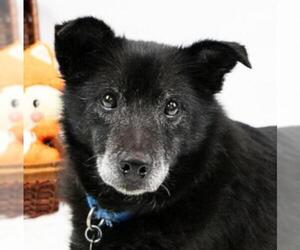 Schipperke Dogs for adoption in Kennesaw, GA, USA