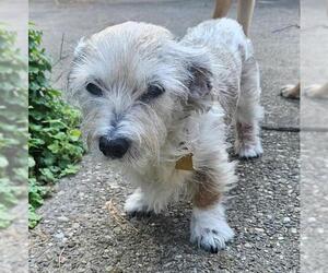 Mutt Dogs for adoption in Louisville, KY, USA