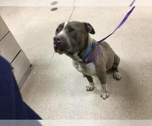 American Pit Bull Terrier Dogs for adoption in Riverside, CA, USA