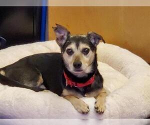 Chiweenie Dogs for adoption in Santa Clara, CA, USA