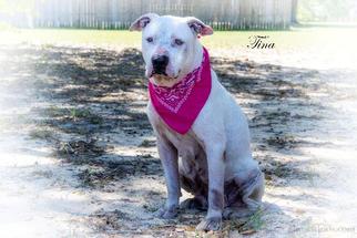 American Staffordshire Terrier Dogs for adoption in Leesburg, FL, USA