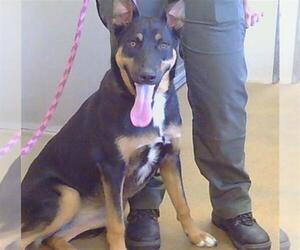 German Shepherd Dog-Unknown Mix Dogs for adoption in Sacramento, CA, USA