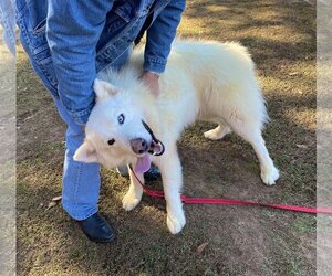 Alaskan Malamute-Huskies  Mix Dogs for adoption in Cumming, GA, USA