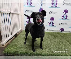 Chow Chow-Labrador Retriever Mix Dogs for adoption in Orlando, FL, USA