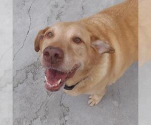 Golden Retriever Dogs for adoption in Roanoke, VA, USA