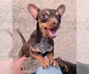 Miniature Pinscher Dogs for adoption in Peralta, NM, USA