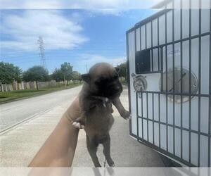 German Shepherd Dog Dogs for adoption in Houston, TX, USA