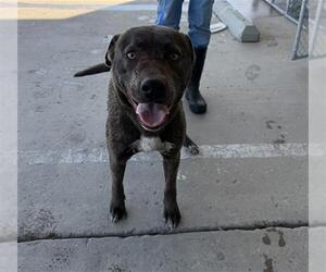 Mutt Dogs for adoption in Bakersfield, CA, USA