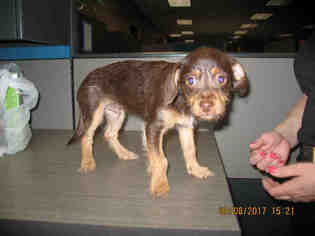 Medium Photo #1 Mutt Puppy For Sale in Lathrop, CA, USA