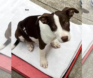 American Pit Bull Terrier-Border Collie Mix Dogs for adoption in Incline Village, NV, USA