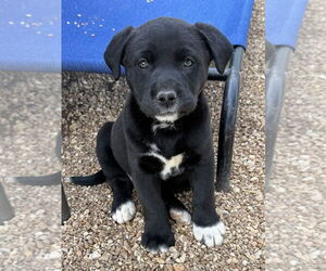 Labrador Retriever-Unknown Mix Dogs for adoption in Bolivar, MO, USA