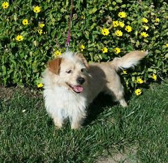 Mutt Dogs for adoption in Campbell, CA, USA
