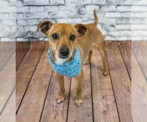 Chihuahua-Unknown Mix Dogs for adoption in Kennesaw, GA, USA