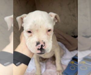 Boxer Dogs for adoption in Plano, TX, USA