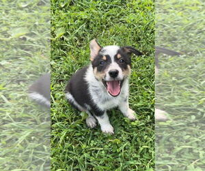Border Collie-Unknown Mix Dogs for adoption in Harrison, AR, USA