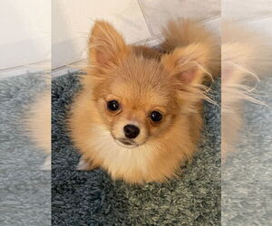 Chiranian Dogs for adoption in San Diego, CA, USA