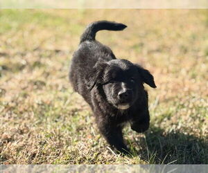 Australian Shepherd-Unknown Mix Dogs for adoption in Raleigh, NC, USA