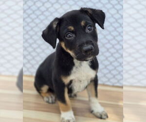 Shepradors Dogs for adoption in Lakewood, CO, USA