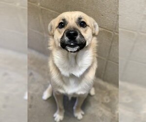 Labrador Retriever Dogs for adoption in Ojai, CA, USA